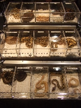 Reptile Supershow, Pomona California, January 8/9, 2011 Los Angeles County