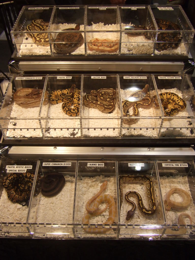 Reptile Supershow, Pomona California, January 8/9, 2011 Los Angeles County