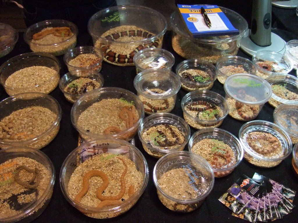 Reptile Supershow, Pomona California, January 8/9, 2011 Los Angeles County