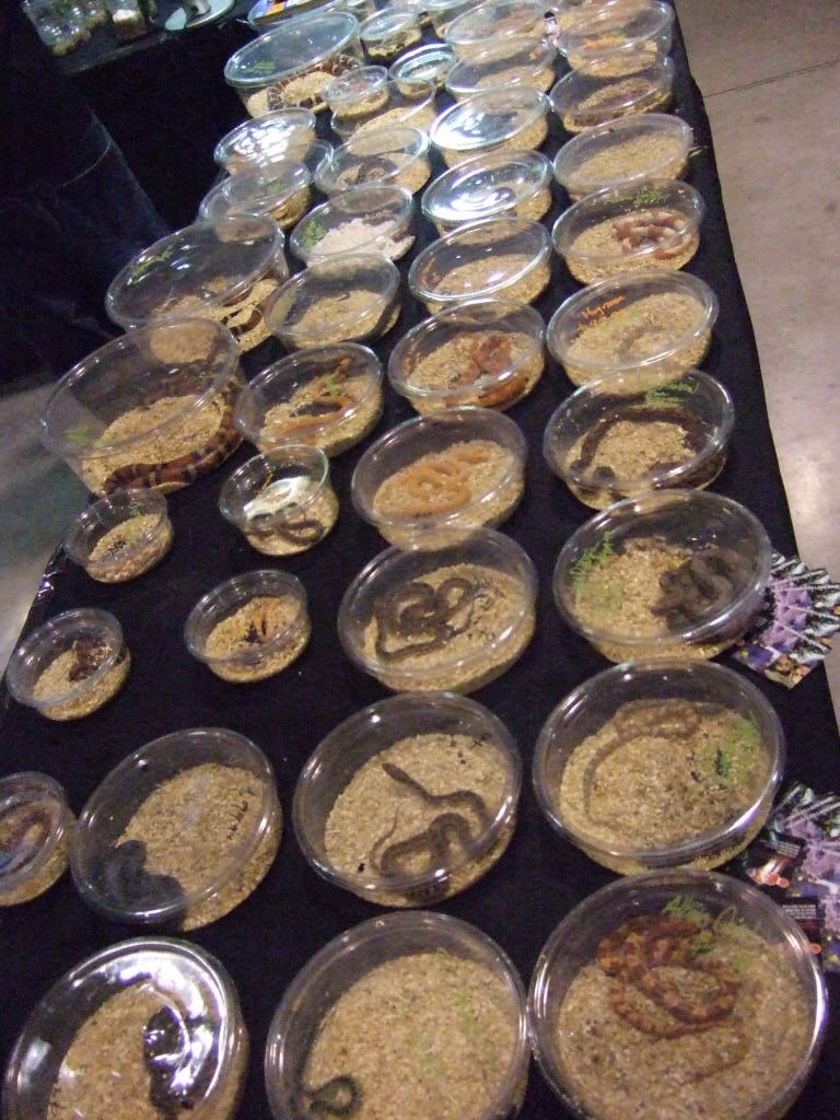 Reptile Supershow, Pomona California, January 8/9, 2011 Los Angeles County