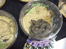 Reptile Supershow, Pomona California, January 8/9, 2011 Los Angeles County