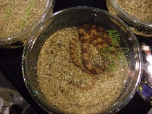 Reptile Supershow, Pomona California, January 8/9, 2011 Los Angeles County