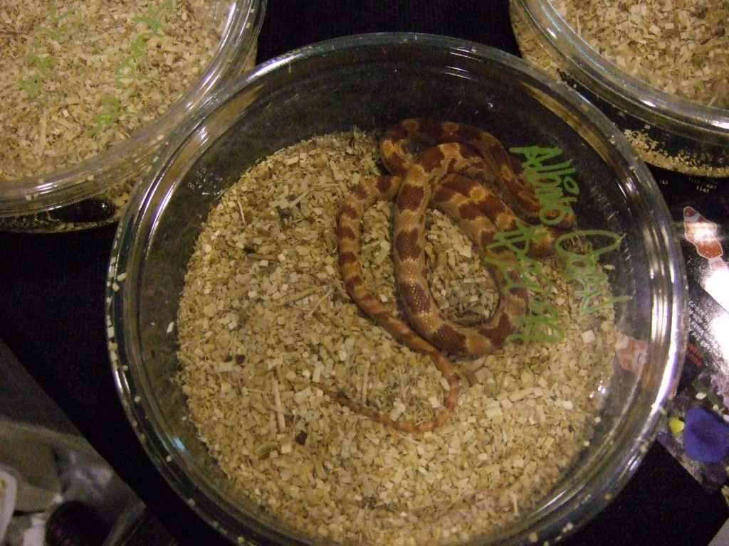 Reptile Supershow, Pomona California, January 8/9, 2011 Los Angeles County