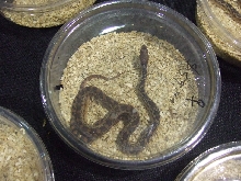 Reptile Supershow, Pomona California, January 8/9, 2011 Los Angeles County