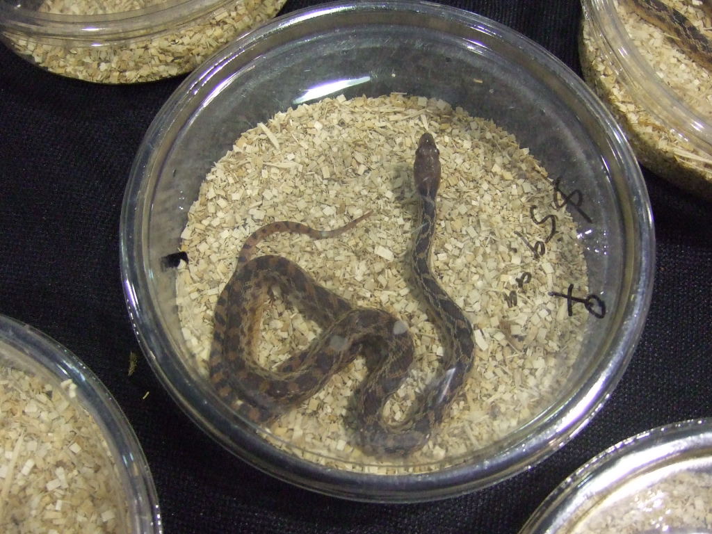 Reptile Supershow, Pomona California, January 8/9, 2011 Los Angeles County