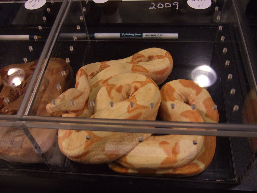 Reptile Supershow, Pomona California, January 8/9, 2011 Los Angeles County