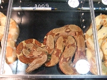 Reptile Supershow, Pomona California, January 8/9, 2011 Los Angeles County