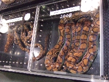 Reptile Supershow, Pomona California, January 8/9, 2011 Los Angeles County