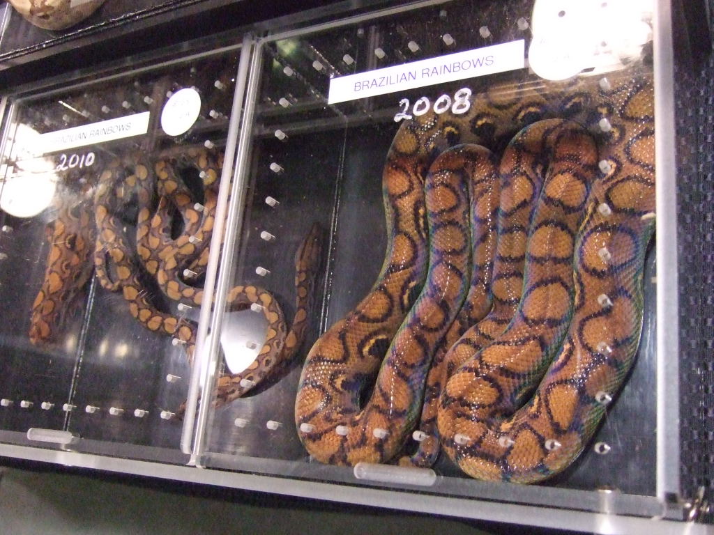 Reptile Supershow, Pomona California, January 8/9, 2011 Los Angeles County