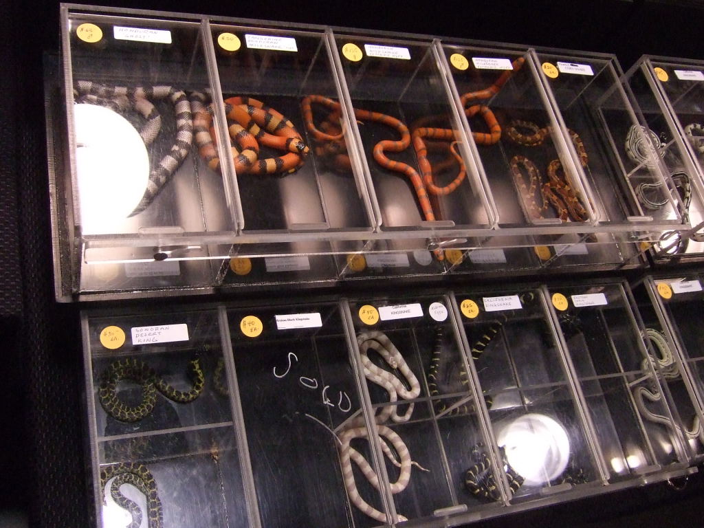 Reptile Supershow, Pomona California, January 8/9, 2011 Los Angeles County
