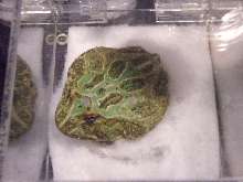 Reptile Supershow, Pomona California, January 8/9, 2011 Los Angeles County
