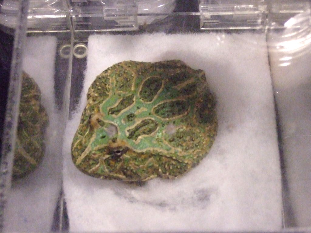 Reptile Supershow, Pomona California, January 8/9, 2011 Los Angeles County