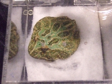 Reptile Supershow, Pomona California, January 8/9, 2011 Los Angeles County