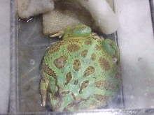 Reptile Supershow, Pomona California, January 8/9, 2011 Los Angeles County