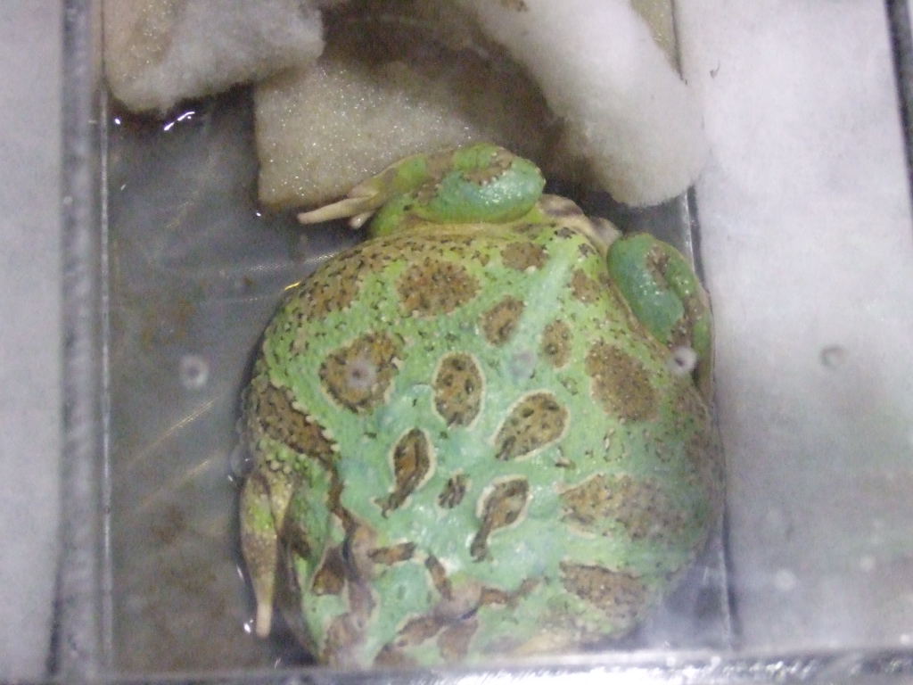 Reptile Supershow, Pomona California, January 8/9, 2011 Los Angeles County