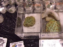 Reptile Supershow, Pomona California, January 8/9, 2011 Los Angeles County