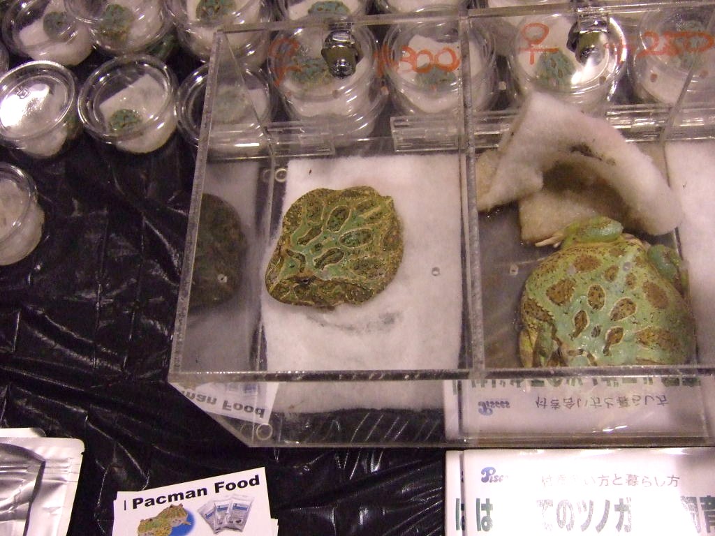Reptile Supershow, Pomona California, January 8/9, 2011 Los Angeles County