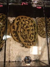 Reptile Supershow, Pomona California, January 8/9, 2011 Los Angeles County