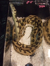 Reptile Supershow, Pomona California, January 8/9, 2011 Los Angeles County
