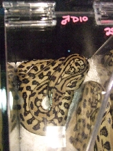 Reptile Supershow, Pomona California, January 8/9, 2011 Los Angeles County