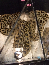 Reptile Supershow, Pomona California, January 8/9, 2011 Los Angeles County