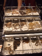 Reptile Supershow, Pomona California, January 8/9, 2011 Los Angeles County