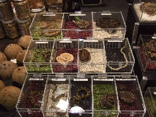 Reptile Supershow, Pomona California, January 8/9, 2011 Los Angeles County