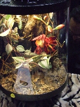 Reptile Supershow, Pomona California, January 8/9, 2011 Los Angeles County