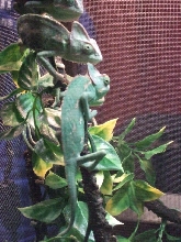 Reptile Supershow, Pomona California, January 8/9, 2011 Los Angeles County