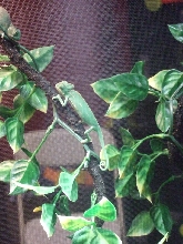 Reptile Supershow, Pomona California, January 8/9, 2011 Los Angeles County