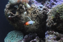 picPhotos from my new 90 gallon reef