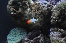 picNew 90 Gallon Reef