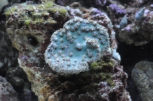 picNew 90 Gallon Reef