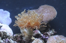 picNew 90 Gallon Reef