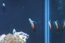 picNew 90 Gallon Reef