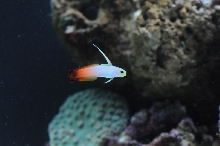 picNew 90 Gallon Reef