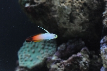 picNew 90 Gallon Reef