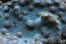 picNew 90 Gallon Reef