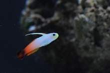 picNew 90 Gallon Reef