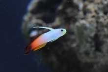 picNew 90 Gallon Reef