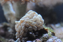 picNew 90 Gallon Reef