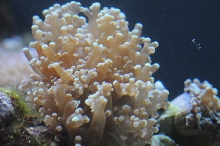 picNew 90 Gallon Reef