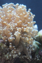 picNew 90 Gallon Reef