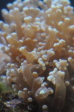 picNew 90 Gallon Reef