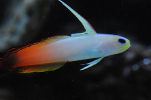 picNew 90 Gallon Reef