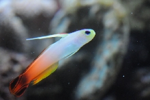 picNew 90 Gallon Reef