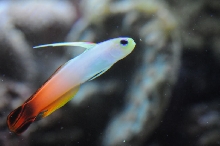 picNew 90 Gallon Reef