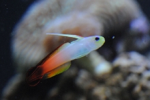 picNew 90 Gallon Reef
