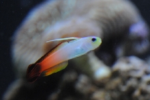 picNew 90 Gallon Reef