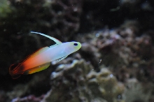 picNew 90 Gallon Reef